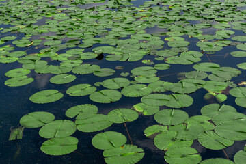 a summer's day festival walk 