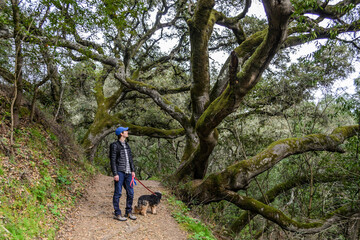 Obraz premium Man walking a dog through a forest in Oakland, California. High quality photo
