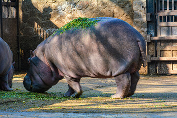 Baby Hippopotamus hippo in delhi zoo jungle