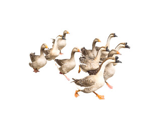 Flock of running geese isolated transparent png - obrazy, fototapety, plakaty