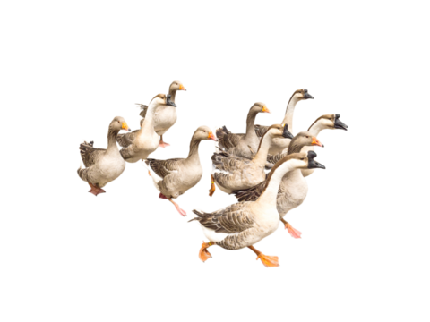 Flock of running geese isolated transparent png