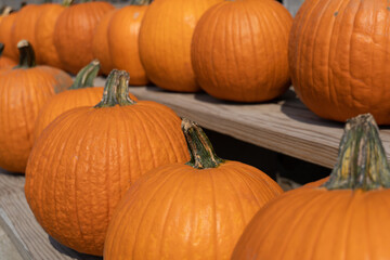 Big pumpkins that would make a good fall background.