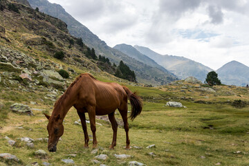 Fototapeta na wymiar wild horse in the mountains of Estanys de Tristaina in Andorra