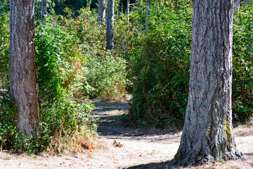 Obraz premium Trail in the woods