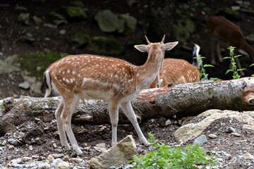 Naklejka na ściany i meble Fallow deers in La Garrotxa, Girona, Pyrenees, Spain. Europe.
