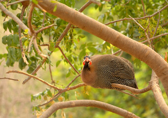 Guinea fowl sits on a tree branch