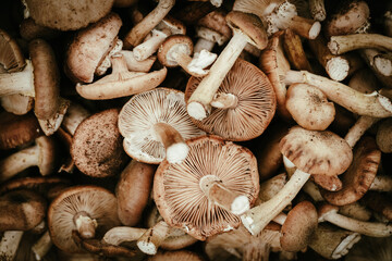 Shiitake mushrooms, close up. Macro food background.