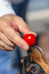 Toy terrier holding a tomato on its nose.