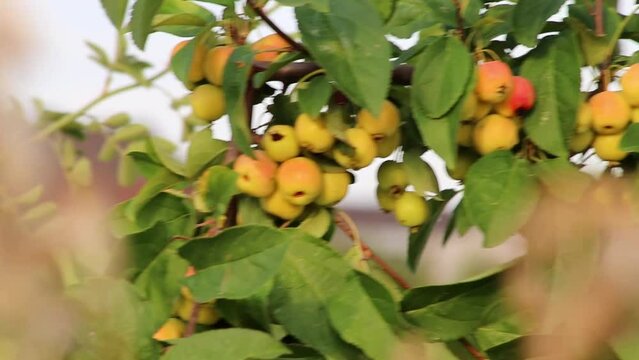 Unripe cherries hanging on cherry tree green fruit