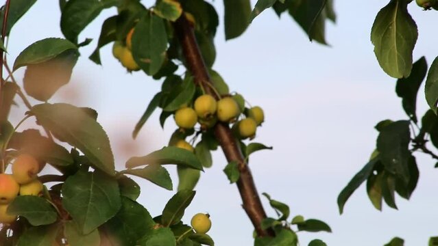 Unripe cherries hanging on cherry tree green fruit