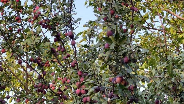 Ripe large juicy plums ripened on the tree