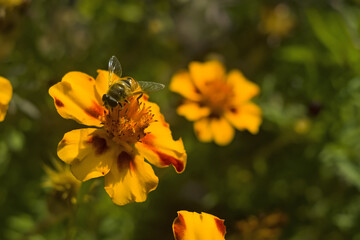 Honey bee Apis mellifera forager collects nectar from the orange flowers of Butterfly Weed Asclepias tuberosa Closeup. Copy space.