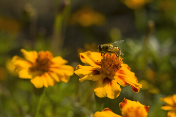 Honey bee Apis mellifera forager collects nectar from the orange flowers of Butterfly Weed Asclepias tuberosa Closeup. Copy space.