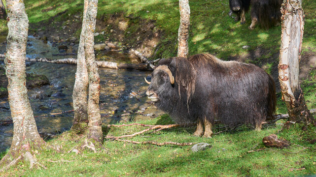 Muskoxen in their natural habitat in the Polar Park, Bardu municipality Norway, one of the most northern animal parks. Reintroduction of muskoxen in Norway. Tourist attraction in Norway.
