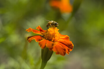 Honey bee Apis mellifera forager collects nectar from the orange flowers of Butterfly Weed Asclepias tuberosa Closeup. Copy space.