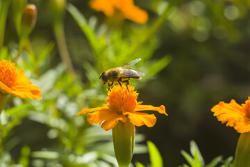 Honey bee Apis mellifera forager collects nectar from the orange flowers of Butterfly Weed Asclepias tuberosa Closeup. Copy space.