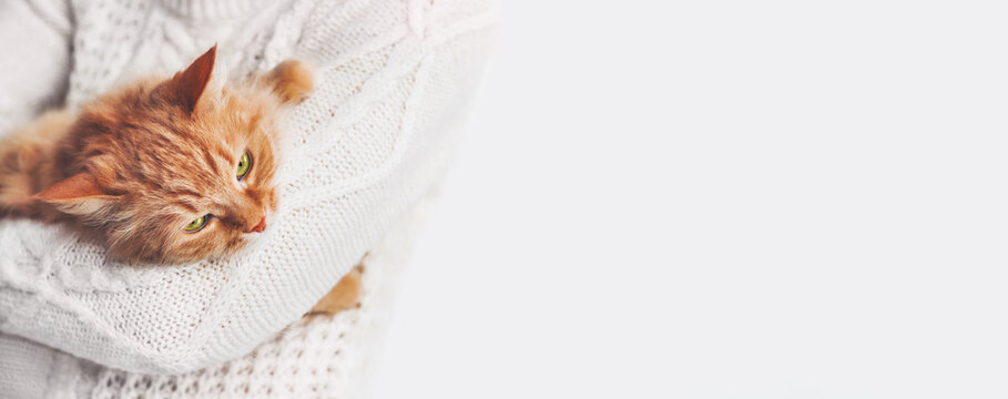 Woman in white cable-knit sweater holds ginger cat on hands. Fluffy pet with displeased face expression. Light banner with copy space.
