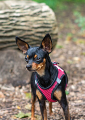 Toy terrier for a walk in the forest. Close-up. 