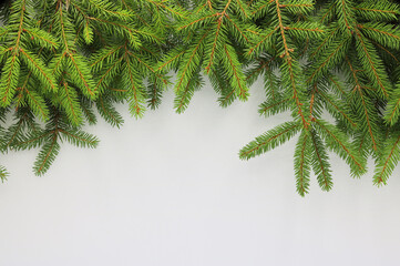 Green spruce twigs on a white background, Christmas or  hunting decoration