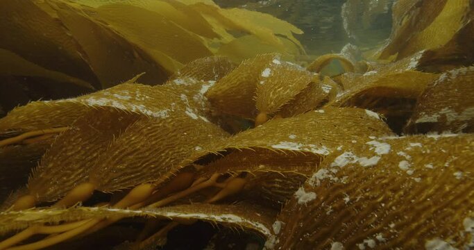 Mature giant brown kelp blades with encrusting organisms.