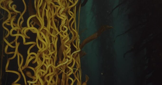 รูปภาพStipes เลือกดูภาพถ่ายสต็อก เวกเตอร์ และวิดีโอ223,162 Adobe Stock