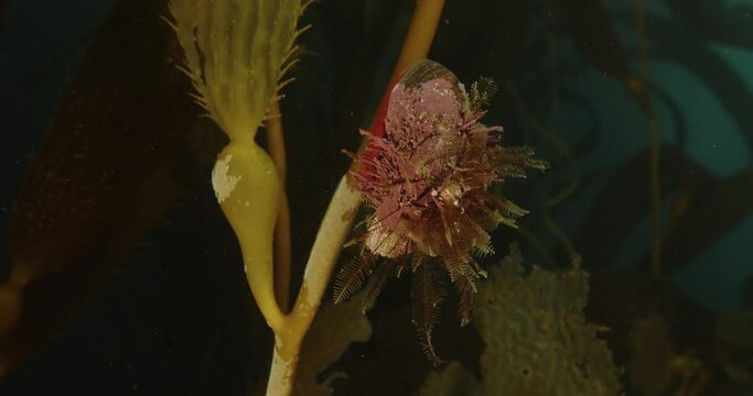 Norris topsnail with red algae, barnacle, and crinoids on shell.