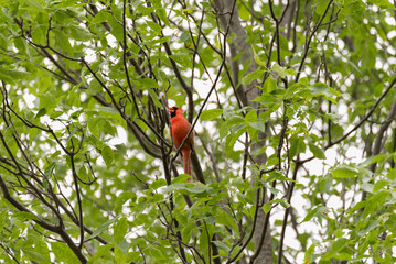 Cardinal Perched In A Tree In June