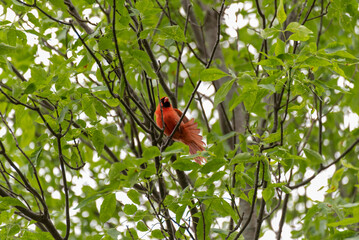 Cardinal Perched In A Tree In June