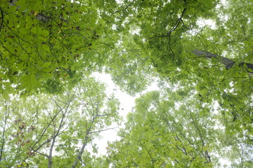 Rainy Nature Walk with dog