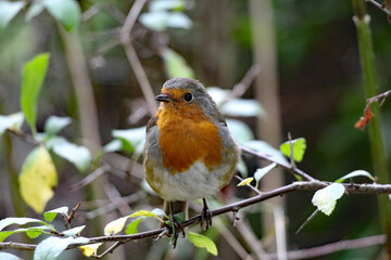 A Robin Red Breast sitting on a branch of a tree in the forest. These birds are often associated with Christmas.
