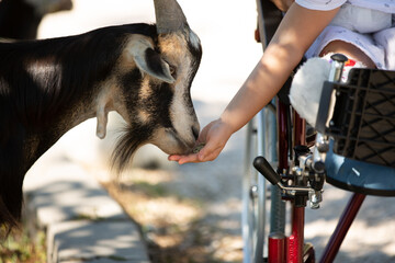 A little unrecognizable girl sits in a wheelchair and feeds a goat. Animal therapy for a child with special needs. Rehabilitation and health day concept