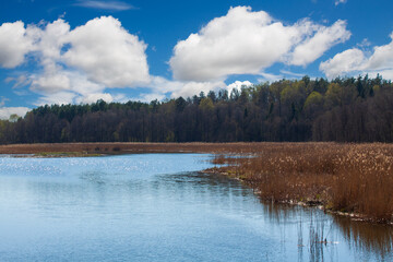 The shore of a lake in summer.