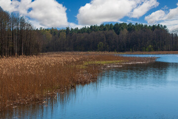 The shore of a lake in summer.