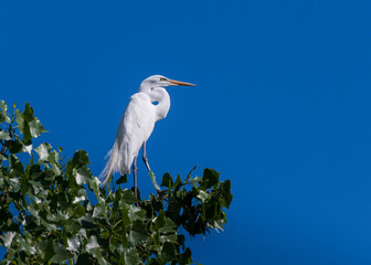Egret perched on top of a tree