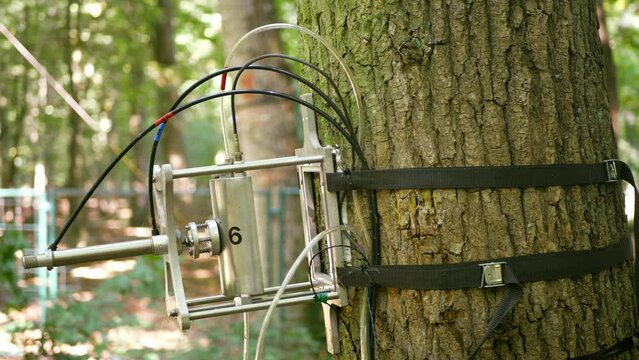 Science station scientific measurement respiration tree technology trunk on display technological monitoring carbon dioxide, co2 global change, sensor data machine instrument, climate change
