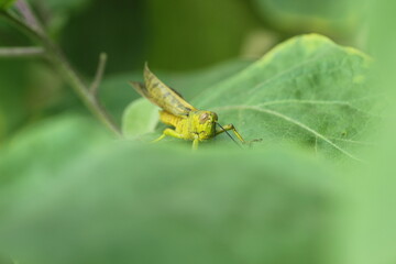 grasshopper perched on a green leaf