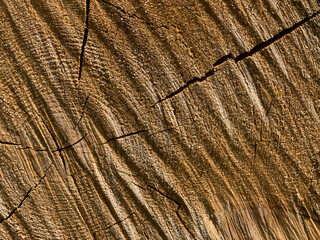 Close up of rough, cut end of pine tree showing wood grain of a tree cut by a chainsaw