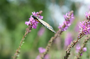 Danaus plexippus on Lythrum (focus on the wee part of the wings)