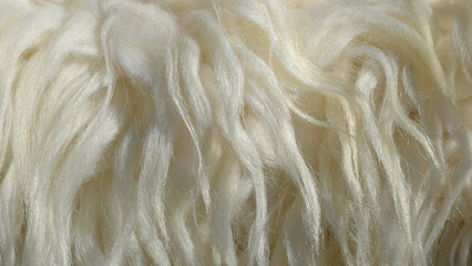 Animal fur closup. Natural background - sheep wool
