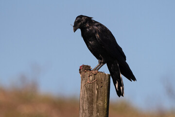 Common Raven Sitting on Wooden Post With Mole Prey