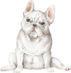 White french bulldog watercolour illustration png