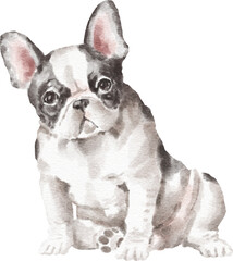 Fototapeta premium French bulldog watercolour illustration