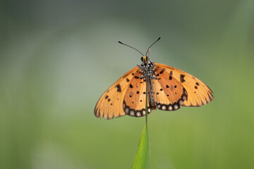 Obraz premium tawny coster Acraea terpsicore on a bush plant flower