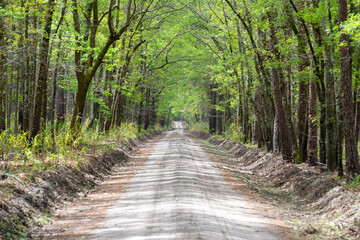 Fototapeta premium Dirt road through tree tunnel