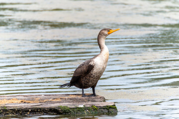 Anhinga sitting on floating log