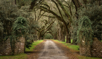 Tree tunnel of live oaks with brick entrance