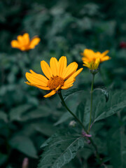 yellow flower in the garden