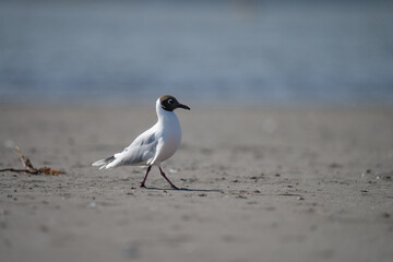 black headed gull walking over the sand in a sunny day