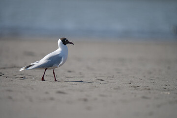 black headed gull walking over the sand in a sunny day