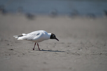 black headed gull walking over the sand in a sunny day